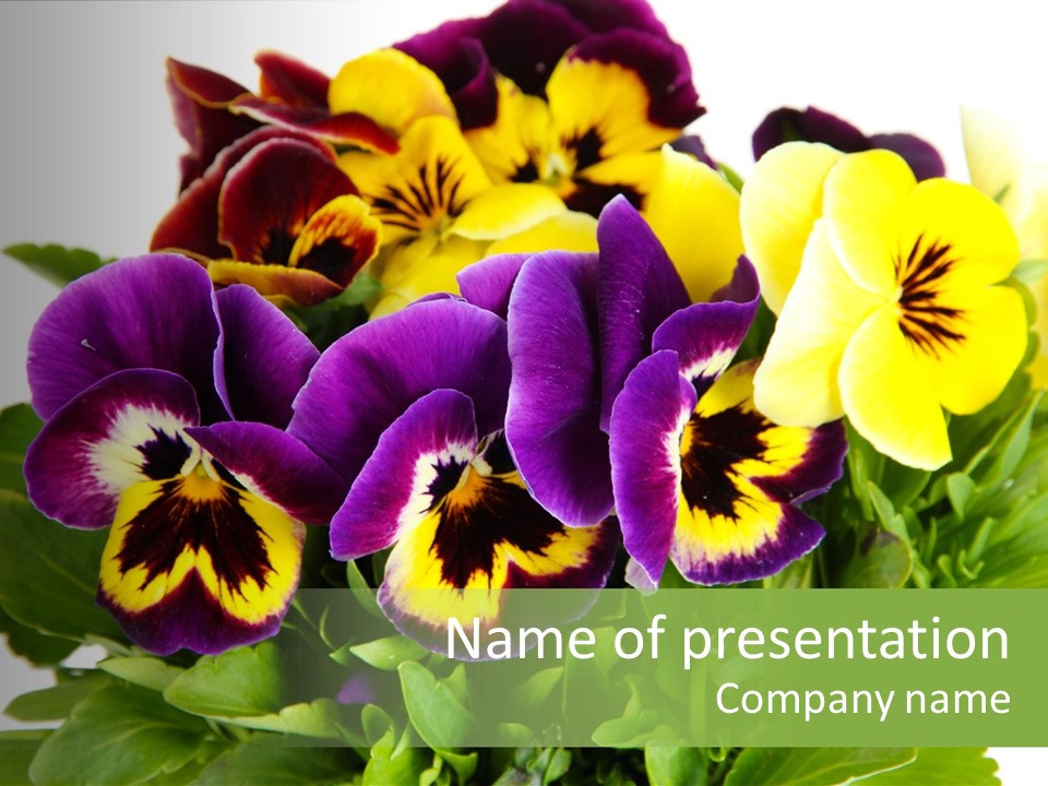 Garden Purple Close PowerPoint Template