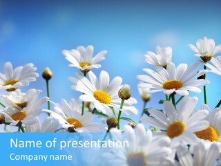 Tea Bloom Grow PowerPoint Template