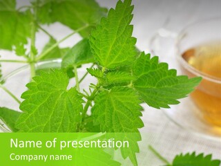 Wildkraut Nessel Aroma PowerPoint Template