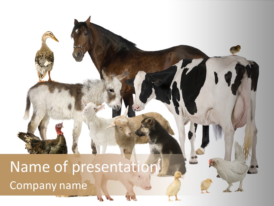 Donkey Studio Shot Rabbit PowerPoint Template