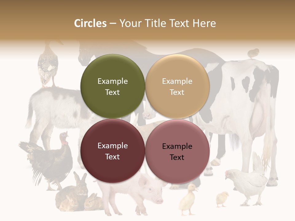 Donkey Studio Shot Rabbit PowerPoint Template