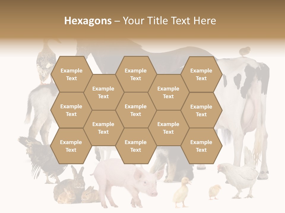 Donkey Studio Shot Rabbit PowerPoint Template