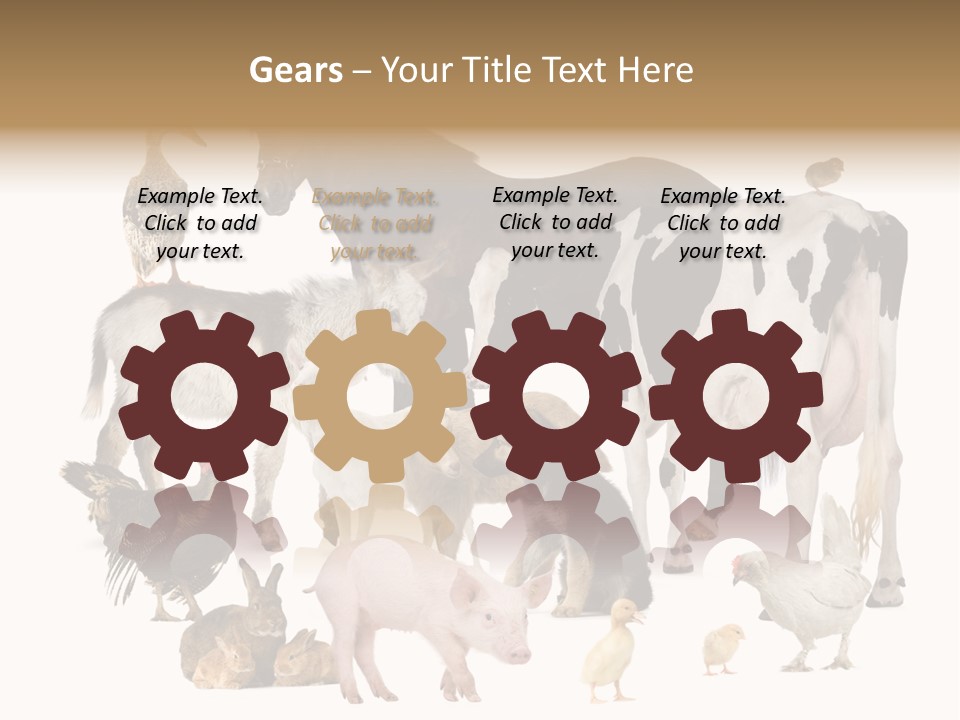 Donkey Studio Shot Rabbit PowerPoint Template