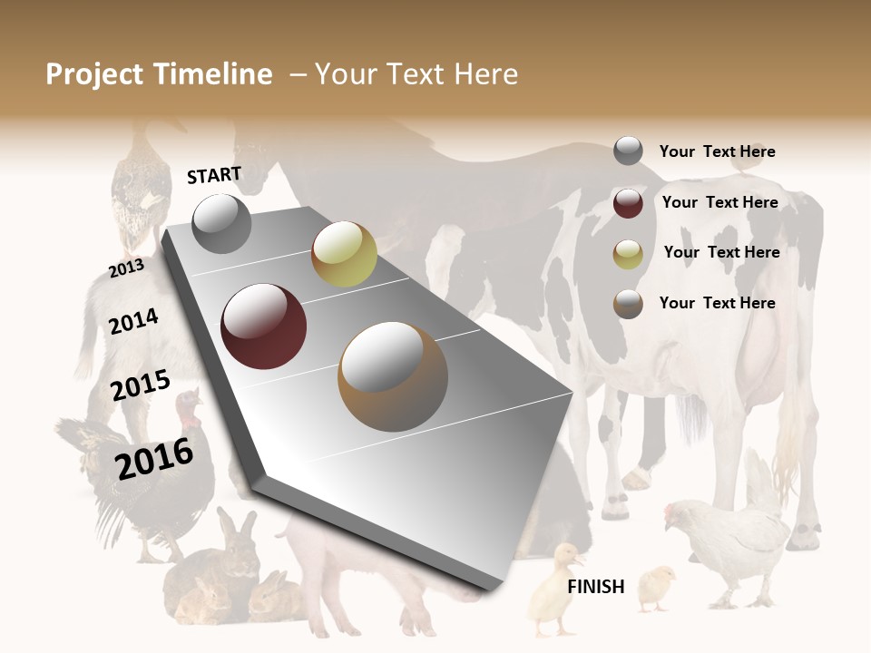 Donkey Studio Shot Rabbit PowerPoint Template