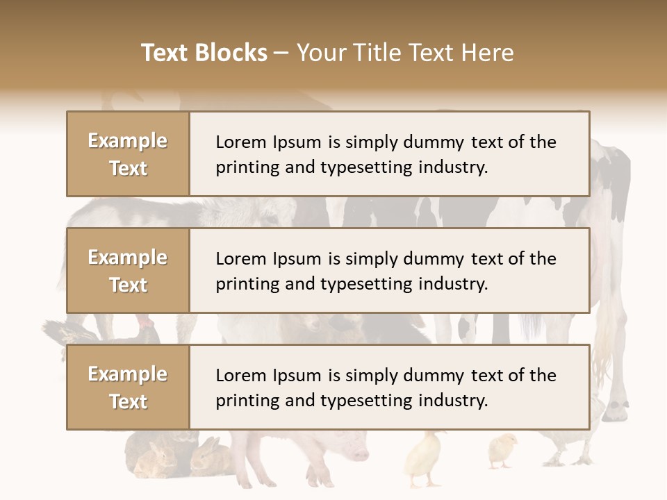 Donkey Studio Shot Rabbit PowerPoint Template