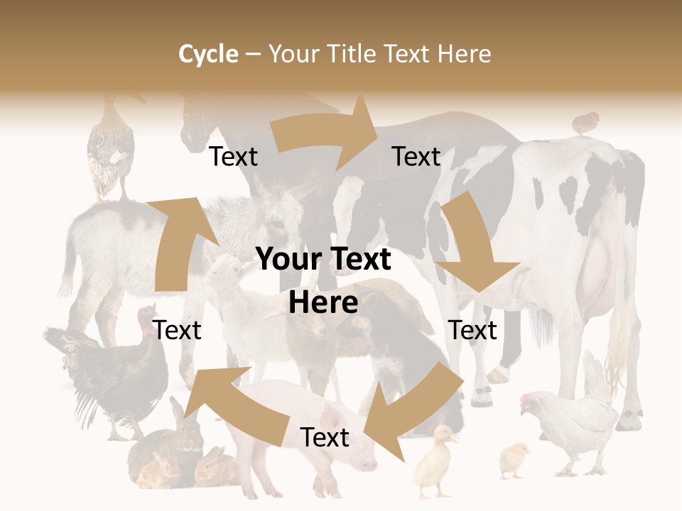 Donkey Studio Shot Rabbit PowerPoint Template