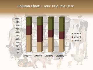 Donkey Studio Shot Rabbit PowerPoint Template