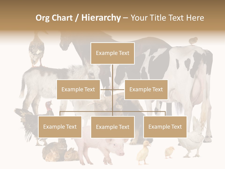 Donkey Studio Shot Rabbit PowerPoint Template