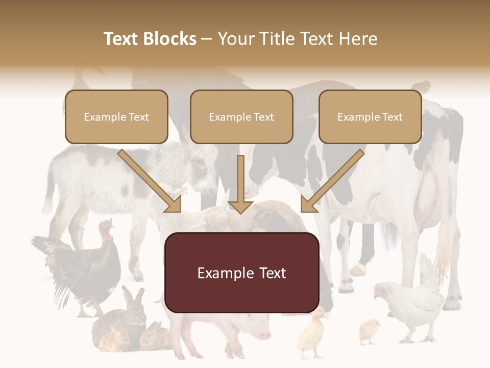 Donkey Studio Shot Rabbit PowerPoint Template