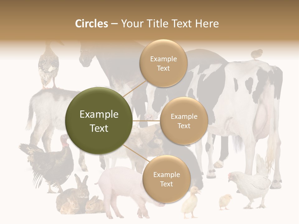 Donkey Studio Shot Rabbit PowerPoint Template