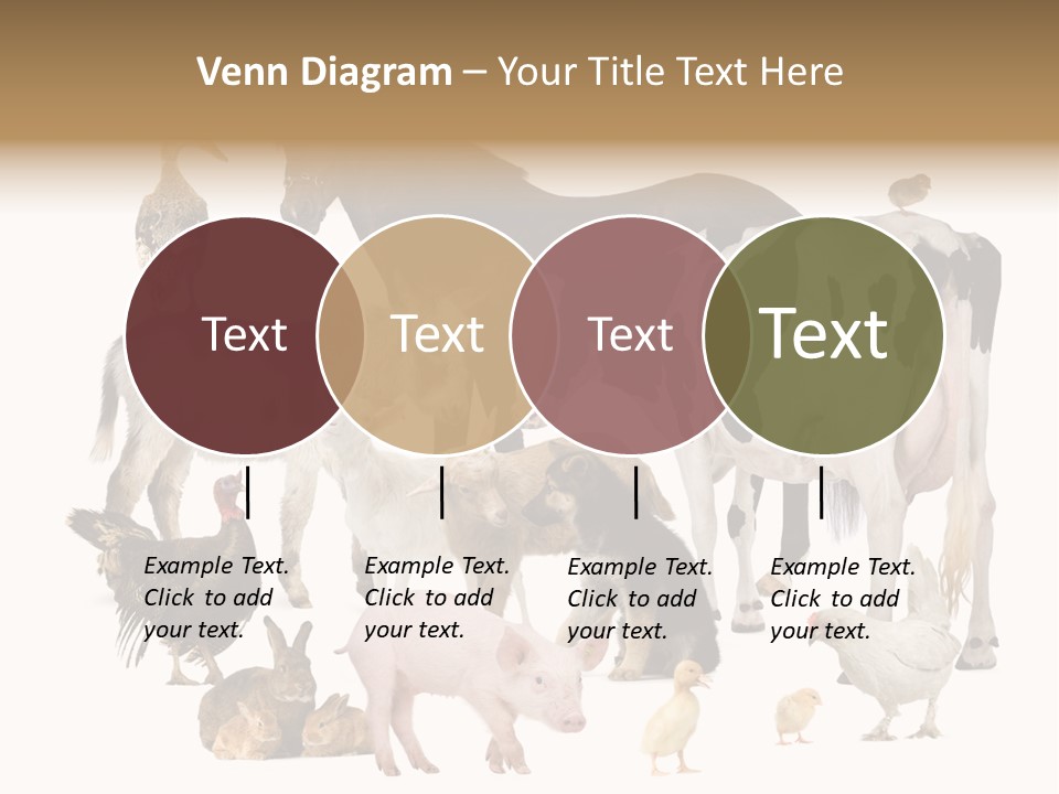 Donkey Studio Shot Rabbit PowerPoint Template