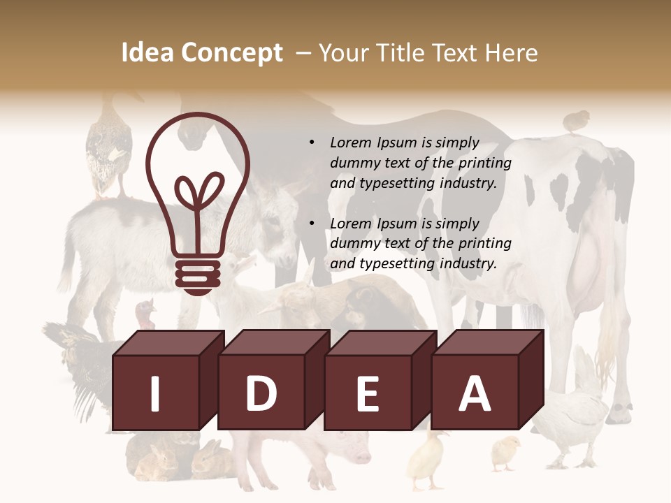 Donkey Studio Shot Rabbit PowerPoint Template