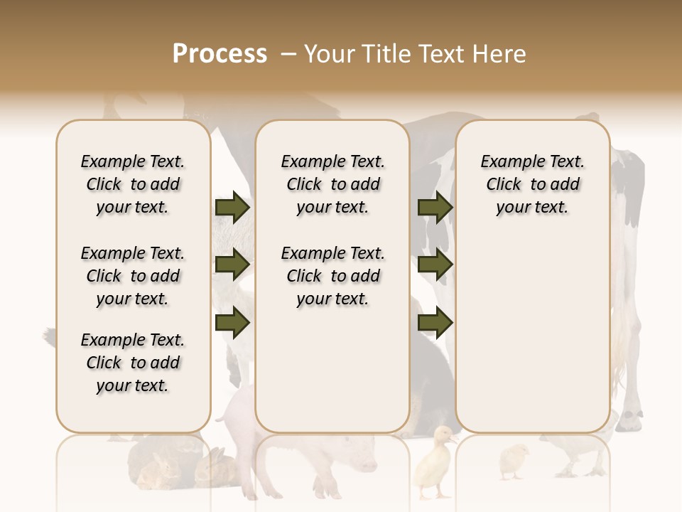 Donkey Studio Shot Rabbit PowerPoint Template