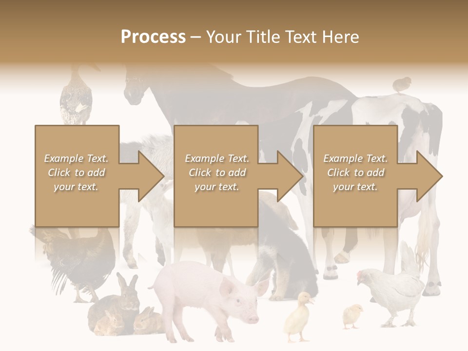 Donkey Studio Shot Rabbit PowerPoint Template