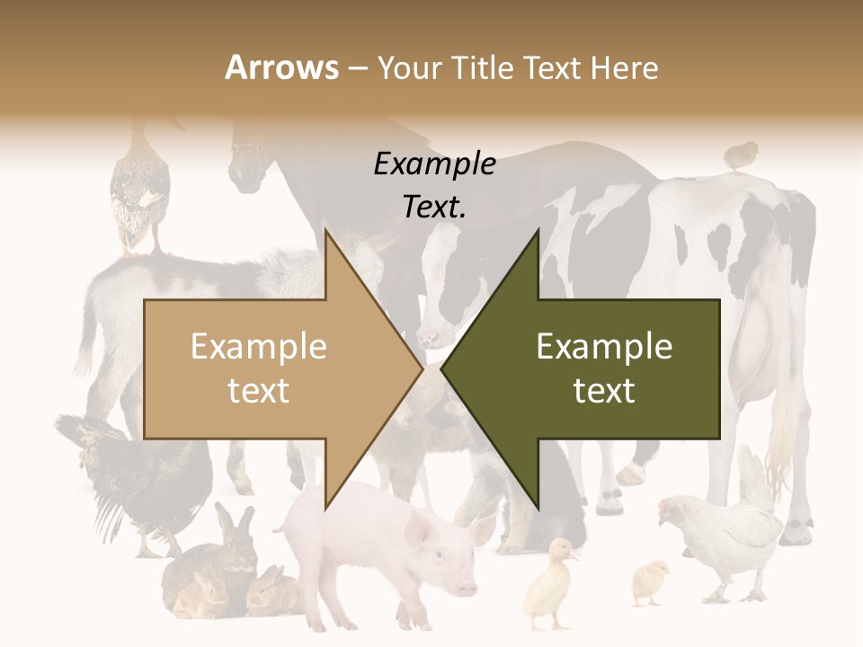 Donkey Studio Shot Rabbit PowerPoint Template