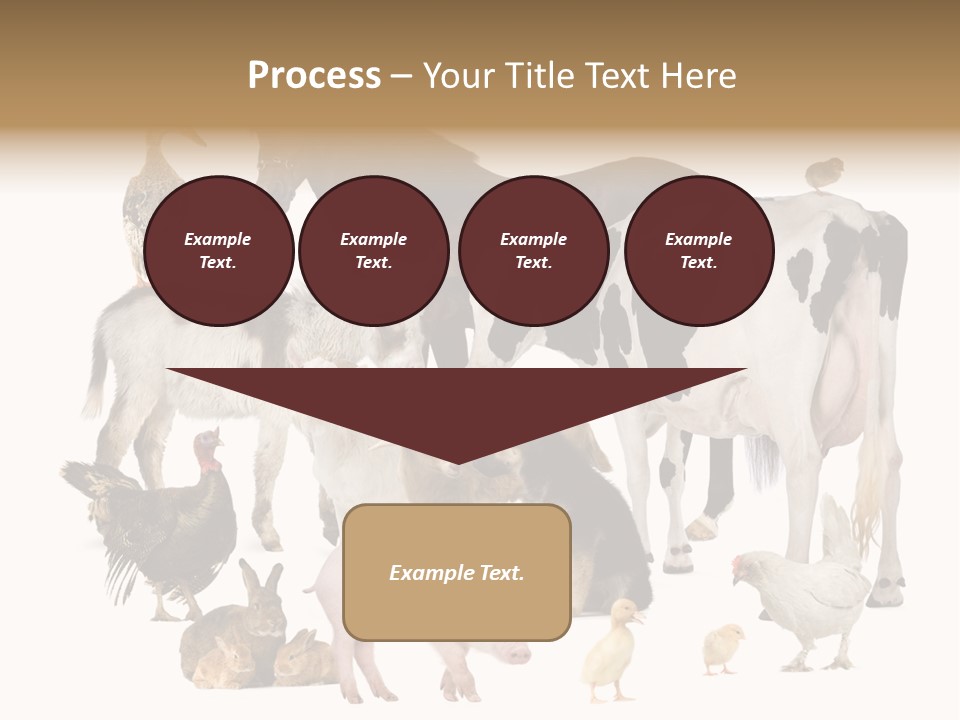 Donkey Studio Shot Rabbit PowerPoint Template