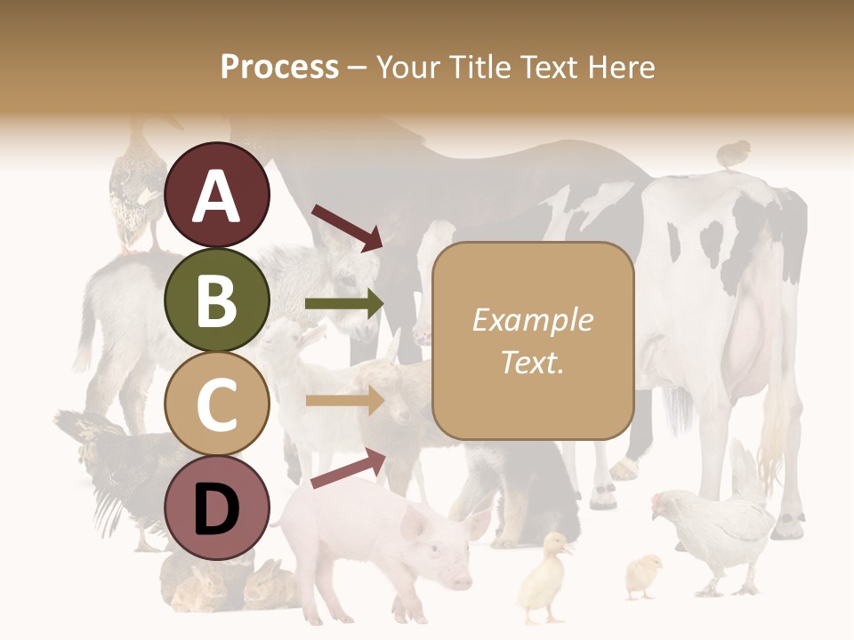 Donkey Studio Shot Rabbit PowerPoint Template