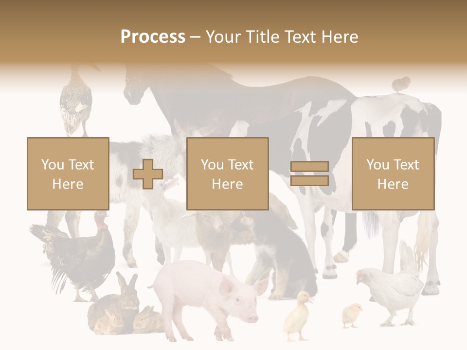 Donkey Studio Shot Rabbit PowerPoint Template