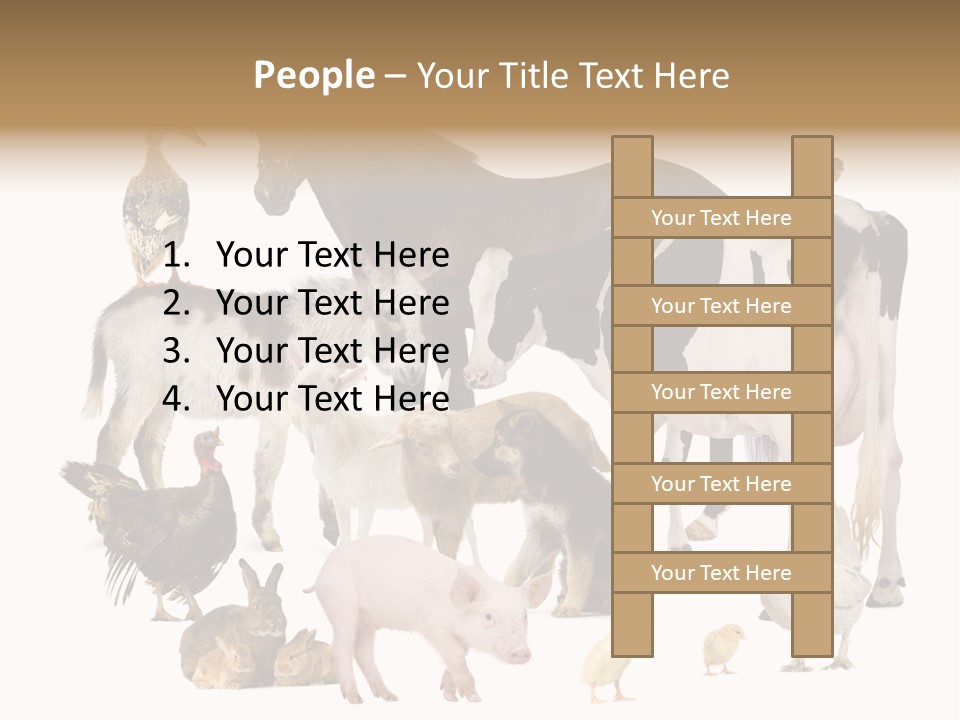 Donkey Studio Shot Rabbit PowerPoint Template