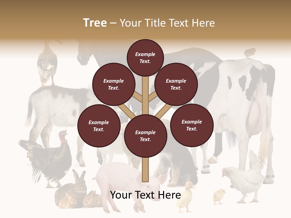 Donkey Studio Shot Rabbit PowerPoint Template