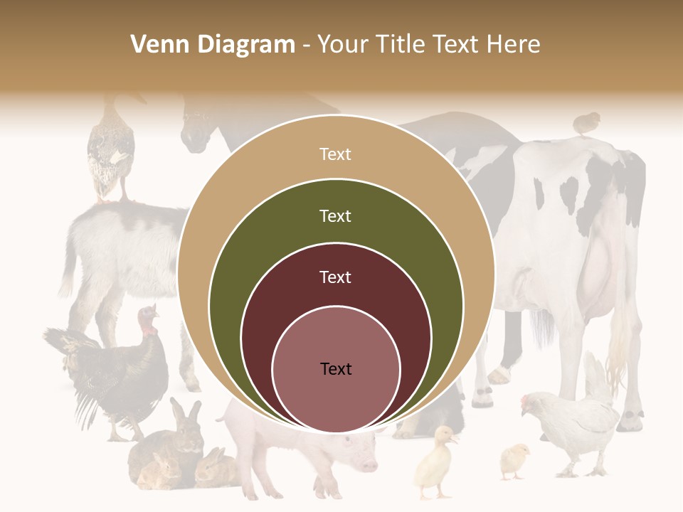 Donkey Studio Shot Rabbit PowerPoint Template