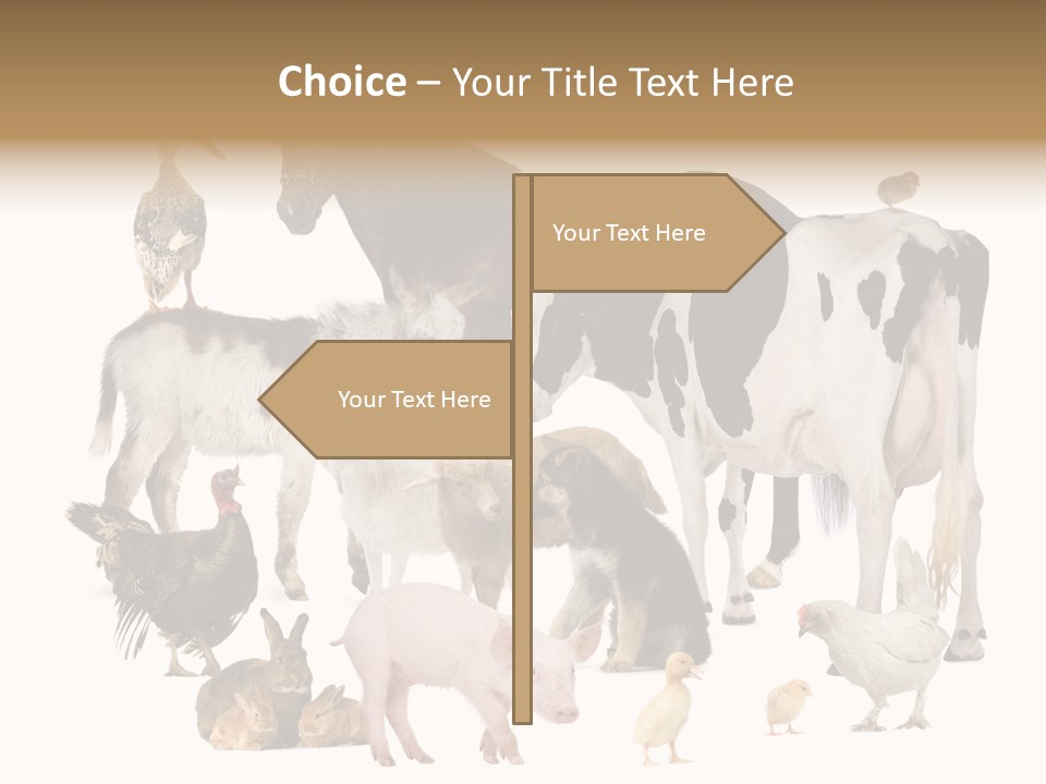 Donkey Studio Shot Rabbit PowerPoint Template