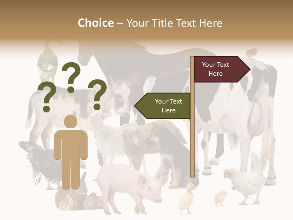 Donkey Studio Shot Rabbit PowerPoint Template