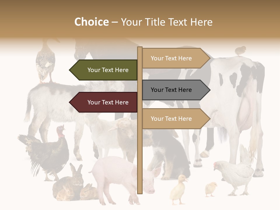 Donkey Studio Shot Rabbit PowerPoint Template