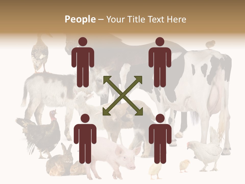 Donkey Studio Shot Rabbit PowerPoint Template