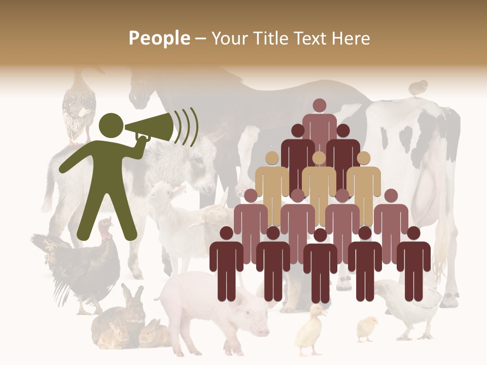 Donkey Studio Shot Rabbit PowerPoint Template