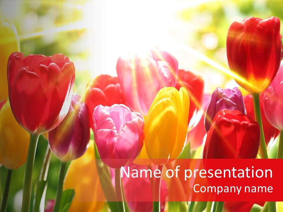 Color Multicolored Springtime PowerPoint Template