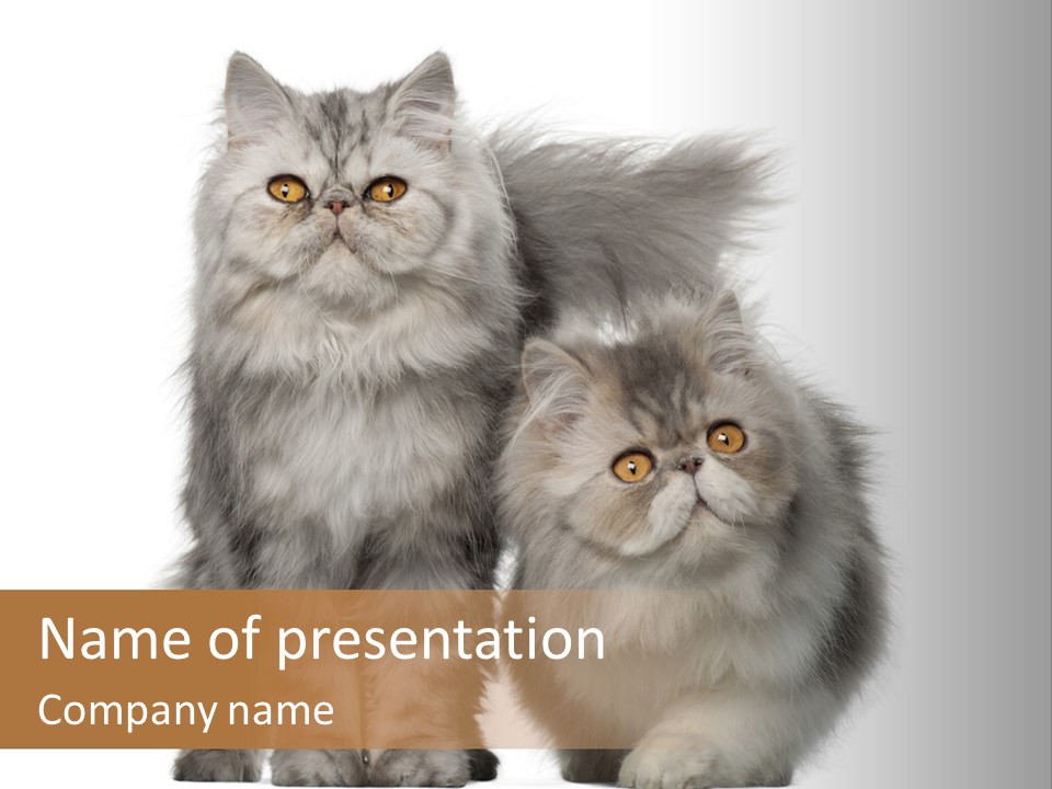 Cut Out Horizontal Fur PowerPoint Template