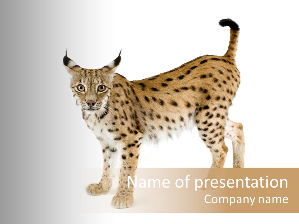 Cat Bobcat Male PowerPoint Template