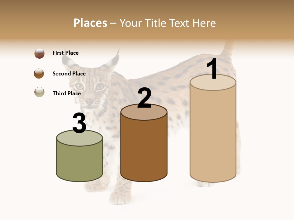 Cat Bobcat Male PowerPoint Template