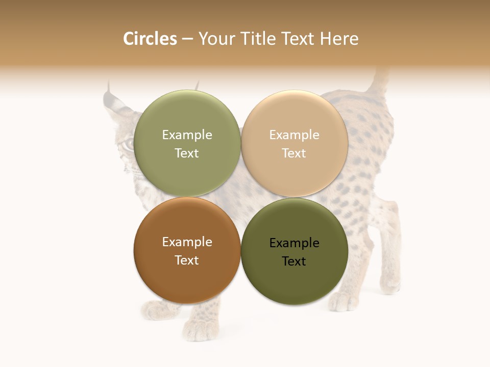 Cat Bobcat Male PowerPoint Template