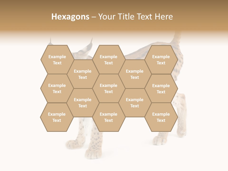 Cat Bobcat Male PowerPoint Template