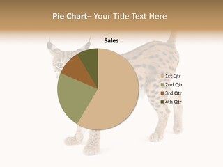 Cat Bobcat Male PowerPoint Template