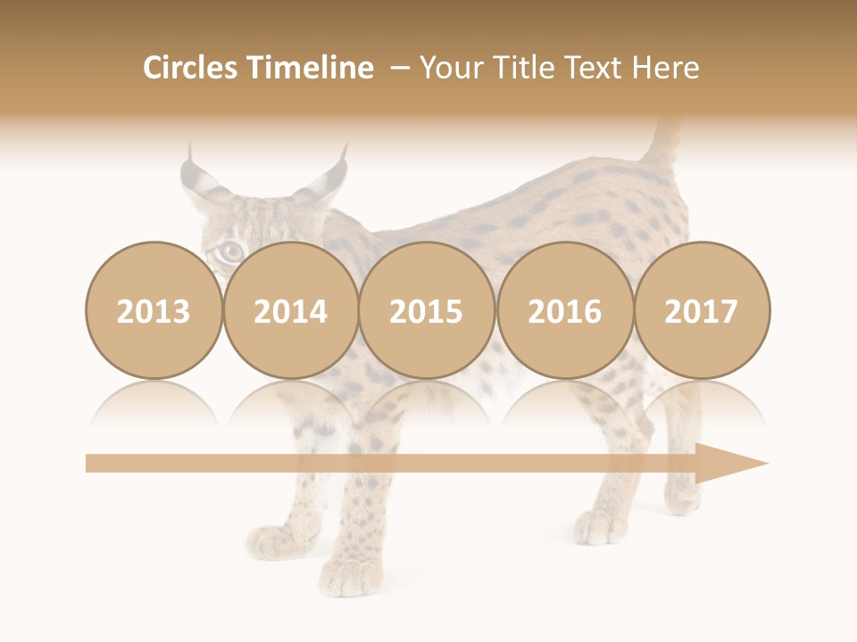 Cat Bobcat Male PowerPoint Template