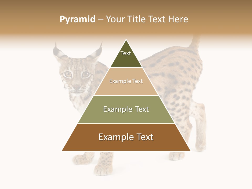 Cat Bobcat Male PowerPoint Template