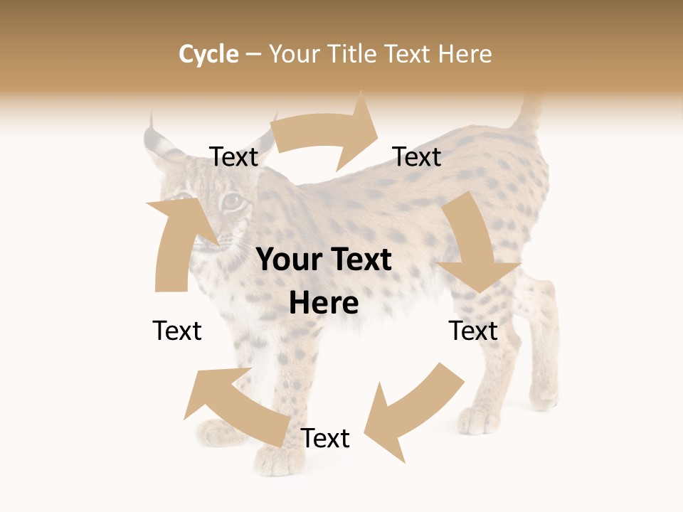 Cat Bobcat Male PowerPoint Template