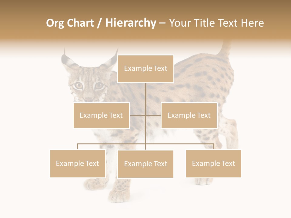 Cat Bobcat Male PowerPoint Template