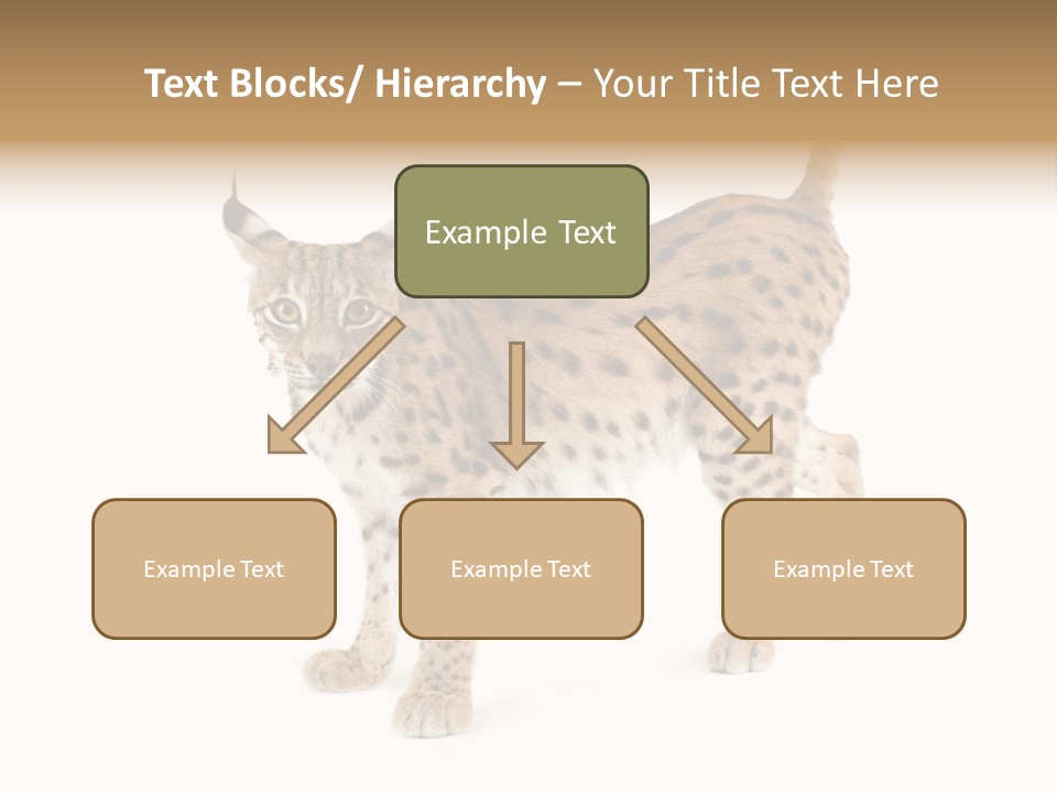Cat Bobcat Male PowerPoint Template