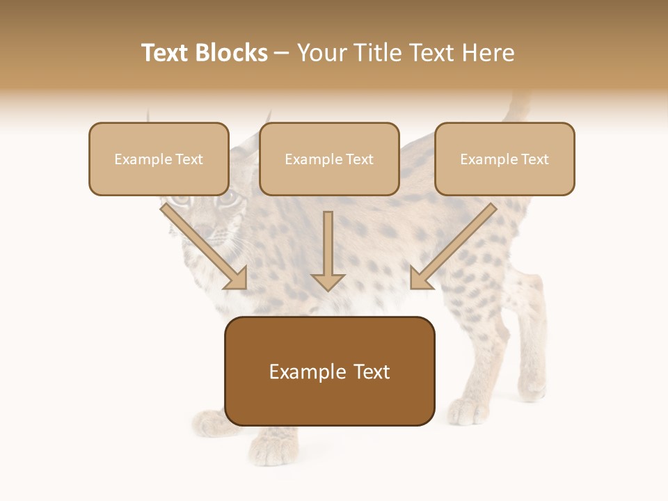 Cat Bobcat Male PowerPoint Template