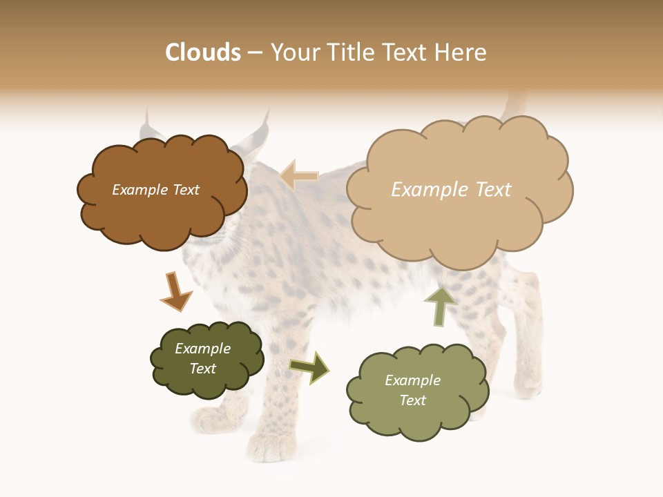 Cat Bobcat Male PowerPoint Template