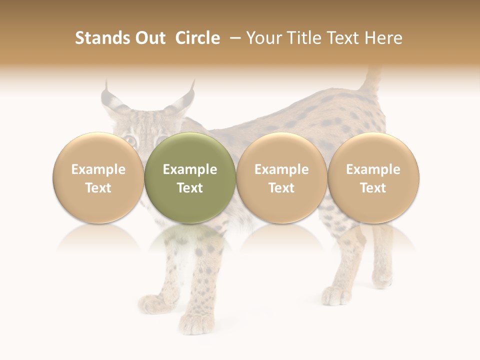 Cat Bobcat Male PowerPoint Template