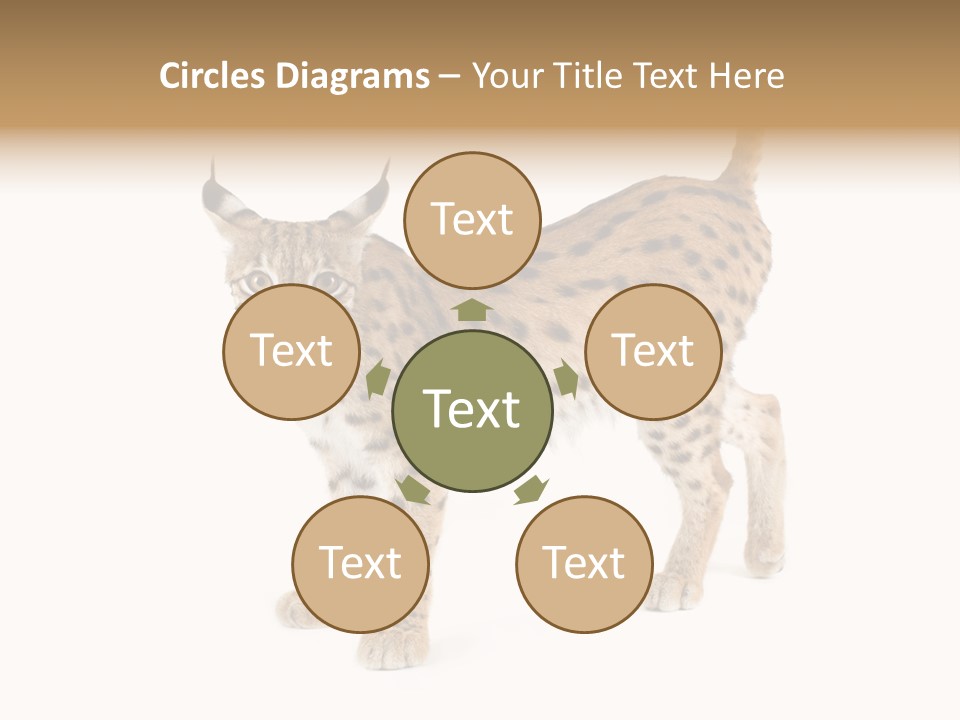 Cat Bobcat Male PowerPoint Template