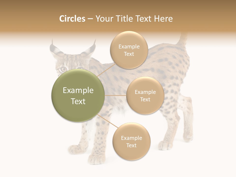 Cat Bobcat Male PowerPoint Template
