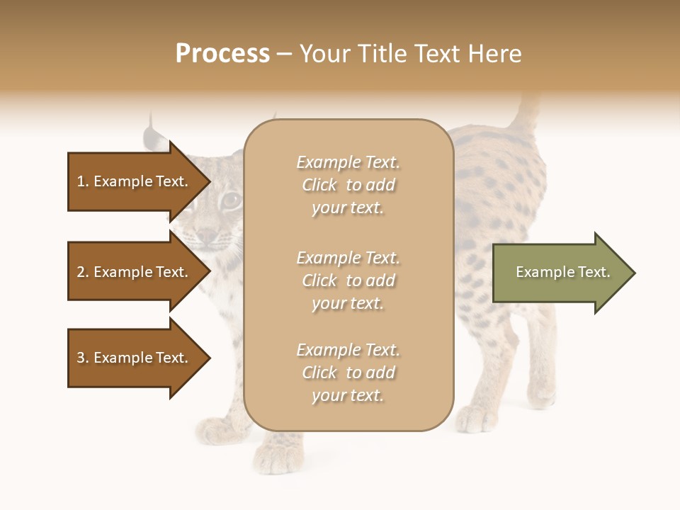 Cat Bobcat Male PowerPoint Template