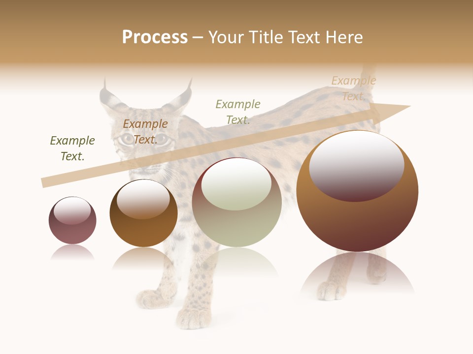 Cat Bobcat Male PowerPoint Template