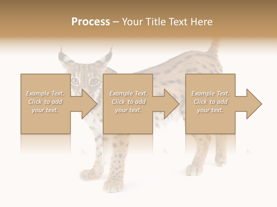 Cat Bobcat Male PowerPoint Template
